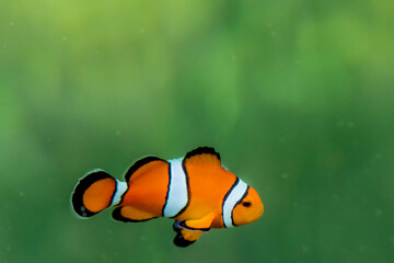 Fototapeta premium Marine fish in the aquaculture center