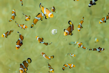 Marine fish in the aquaculture center