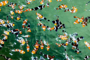 Marine fish in the aquaculture center
