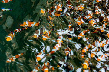 Marine fish in the aquaculture center