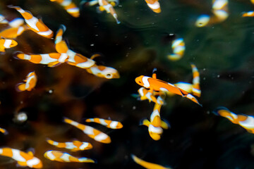 Marine fish in the aquaculture center