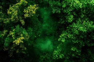 Fototapeta premium Lush forest canopy, aerial view