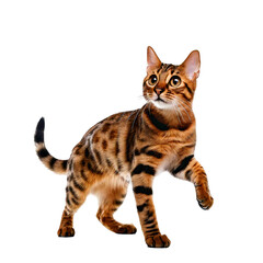 Obraz premium A playful Bengal cat pouncing on an invisible toy.