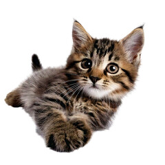 Naklejka premium A tabby kitten lying on its side, playfully reaching out., full body studio shot