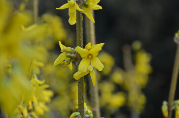  Blooming forsythia branch with yellow flower. Closeup photo outdoors .Spring environment ,awakening of nature. Free copy space. 