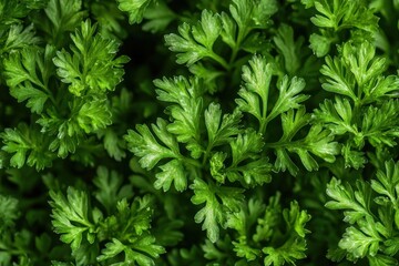 Fresh green parsley close-up. Perfect for food blogs or organic product promotion. This photograph can also be used in illustrating cooking and healthy lifestyle.