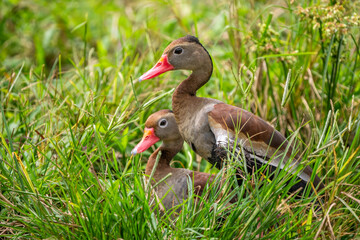 Black-bellied Whistling Duck - Dendrocygna autumnalis, beautiful colored tree duck from South American lakes and rivers, Amazonia, Brazil.