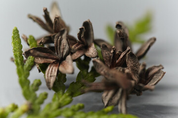 Close-up of brown, open cones and a vibrant green cedar branch. Macro shot of mature Thuja cones with evergreen foliage.