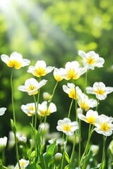 Stunning White Tulips Blooming in Sunlight, Spring Flowers Meadow