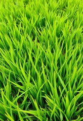 Fototapeta premium Lush green grass background, vibrant and textured, flora, summer, texture