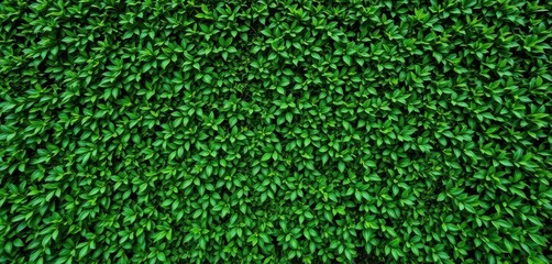 Fototapeta premium Lush green hedge wall, vibrant foliage, natural background, plant wall, texture, healthy
