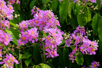 Fototapeta premium Lagerstroemia speciosa, Queen's crape myrtle , Pride of India.
