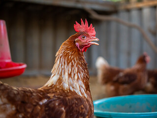 Brown chicken with red comb standing alertly in farmyard, showcasing vibrant feathers and open beak expression in rustic agricultural environment