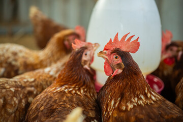 Brown chickens feeding together around water dispenser, close up showing detailed feathers and...