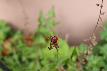 The first ladybird in the spring garden