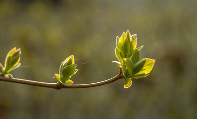 Young spring leaves budding on a branch with a blurred green background. Symbol of growth, renewal, and nature's awakening. Fresh, vibrant, and perfect for eco or seasonal themes