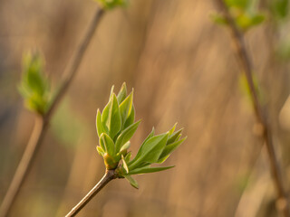 Young spring leaves budding on a branch with a blurred green background. Symbol of growth, renewal,...