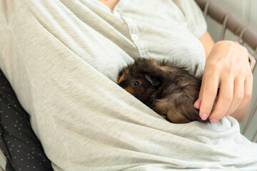A close-up of a guinea pig nestled in the folds of a person's shirt, suggesting a pet and human interaction.