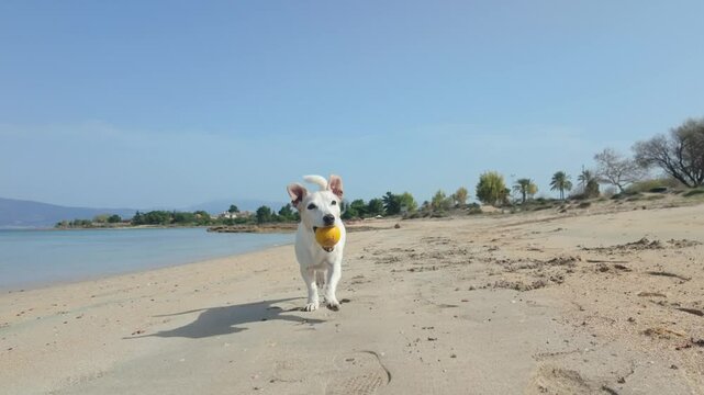 A Jack Russell dog with a ball in its mouth plays and runs along the beach
