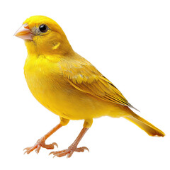 A Canary png vibrant bird png tropical canary png songbird png cheerful canary png small bird png colorful canary png transparent background image