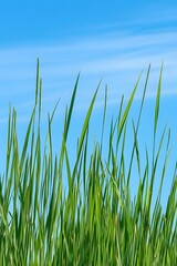 Vibrant Green Grass Blades Against Blue Sky Summer Nature Background