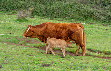 livestock in a rural area

