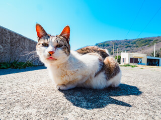 道の上で座る野良猫　香川県の佐柳島