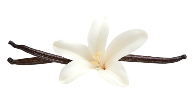 A white vanilla flower png 