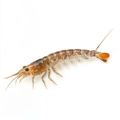 Fototapeta premium beautiful fresh shrimp on white background