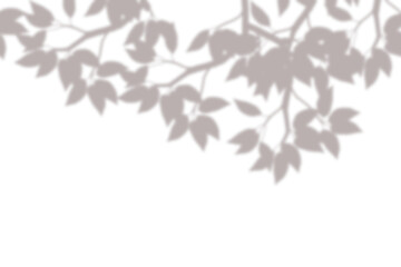 Realistic blurred leaf shadow effect isolated on transparent background. blur branch leaves shadow. Plant foliage silhouette. Nature design element for spring summer, mockup for product presentation