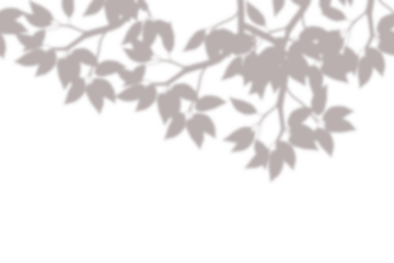 Realistic blurred leaf shadow effect isolated on transparent background. blur branch leaves shadow. Plant foliage silhouette. Nature design element for spring summer, mockup for product presentation