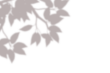 Realistic blurred leaf shadow effect isolated on transparent background. blur branch leaves shadow. Plant foliage silhouette. Nature design element for spring summer, mockup for product presentation