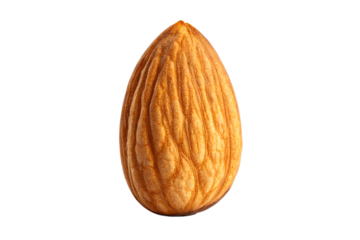 Single almond seed nut natural healthy snack Isolated on White Background 