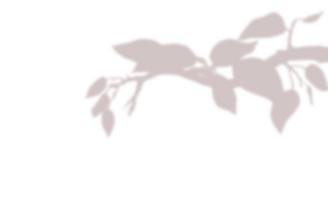 Realistic blurred leaf shadow effect isolated on transparent background. blur branch leaves shadow. Plant foliage silhouette. Nature design element for spring summer, mockup for product presentation