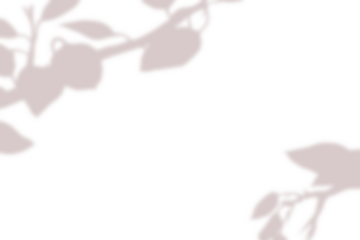 Realistic blurred leaf shadow effect isolated on transparent background. blur branch leaves shadow. Plant foliage silhouette. Nature design element for spring summer, mockup for product presentation