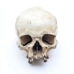 Obraz premium Human skull isolated on white background