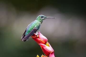 Heliodoxa jacula, The green-crowned brilliant. 