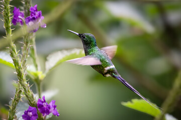 The green thorntail, Discosura conversii is a small hummingbird in the coquettes