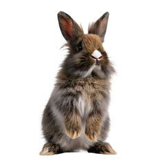 Obraz premium A chinchilla standing on its hind legs, holding a tiny treat.
