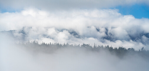Western red cedars in the mist panorama, Telegraph Cove, Vancouver Island, Canada.