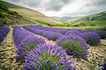 Obraz premium Captivating lavender field in full bloom, set against a backdrop of rolling hills and a serene, cloudy sky, creating a tranquil and picturesque scene.