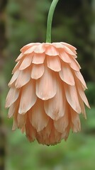 Fototapeta premium Peach-Colored Flower with Layered Petals Hanging Down