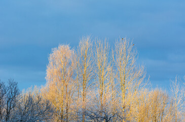 Birch branches are covered with frost against the blue sky.