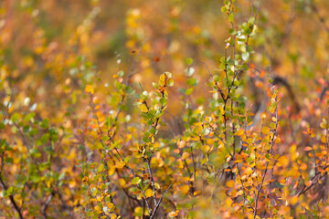 Dwarf birch branches with yellow leaves