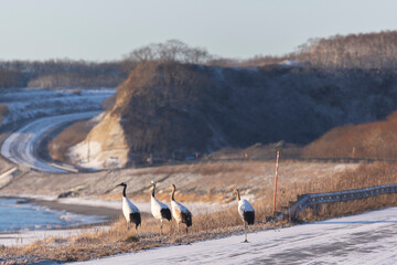 Naklejka premium A family of Japanese cranes stands on a highway on the ocean shore. Kunashir Island. Winter. Southern Kuril Islands