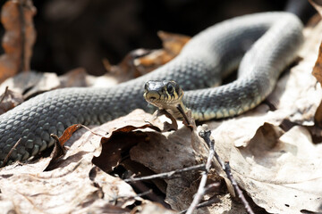 Grass snakes lies on old foliage. Close up