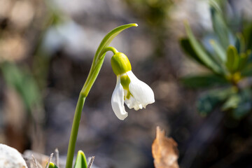 Giant snowdrop. Galanthus elwesii, Elwes's snowdrop or greater snowdrop, is a species of flowering plant in the family Amaryllidaceae, native to the Balkans and Asia Minor, where it is found in the co
