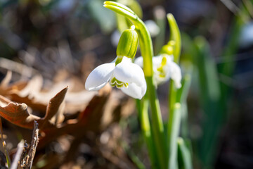 Fototapeta premium Giant snowdrop. Galanthus elwesii, Elwes's snowdrop or greater snowdrop, is a species of flowering plant in the family Amaryllidaceae, native to the Balkans and Asia Minor, where it is found in the co