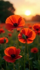Obraz premium Crimson poppy blossoms sway gently in the fading sun's glow , flora, summer, warm
