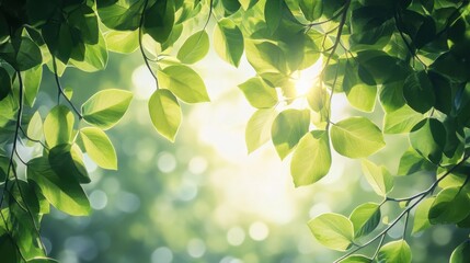 Beautiful Leaves with Light Shining Through in High-Resolution 8K Photo